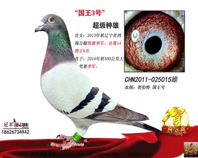 “国王号”3号种雄--公棚季军父亲	
