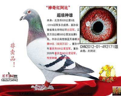 冠军团队：“胜者为王”红阿比