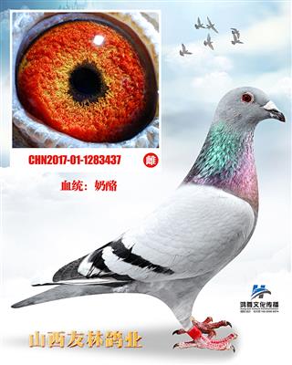 奶酪超级种鸽金棕榈