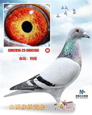奶酪“波治号直子小灰”x“小密”直女