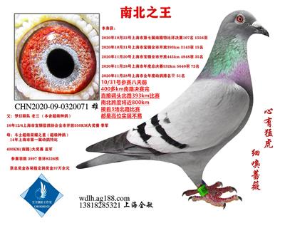 南北之王。已转