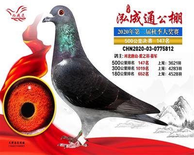 2020年公棚成绩鸽