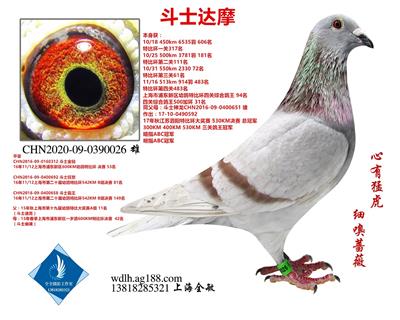 斗士达摩  已转