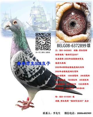 奥林匹克003直子