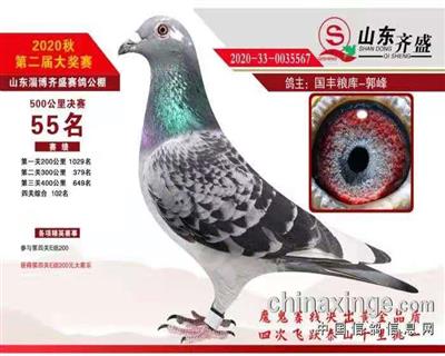 2020年秋山东齐盛赛鸽公棚决赛50名