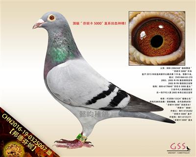 【邦德芬妮】“芬妮卡5000”回血曾孙女