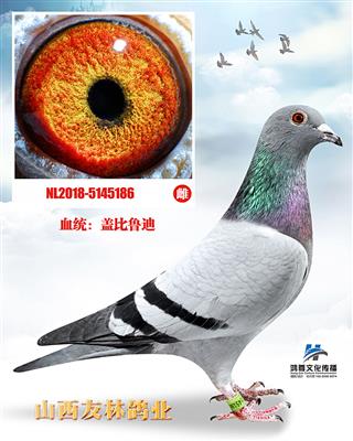 盖比鲁迪直子X鲁迪直女