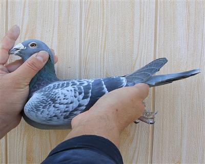 【所向无敌直孙】