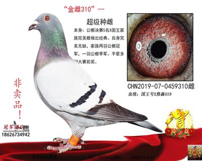 金雌310