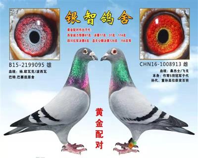 杨·欧瓦克，只供欣赏，不出售