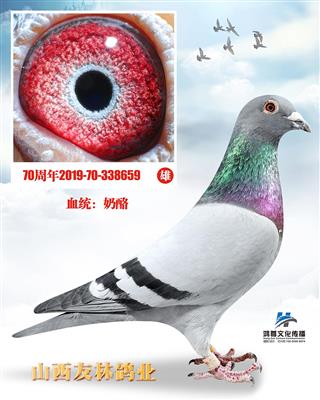 奶酪超级种雌小密3166直子X698直女