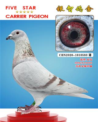 “好红全弟9992”Ⅹ40000（近亲）