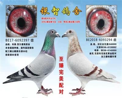 “百万沃尔”配对