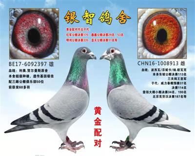 “百万沃尔”配对