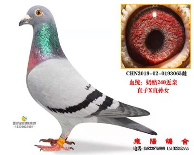 奶酪240近亲直子配直孙女