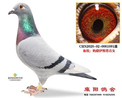 奶酪伊威塔直女