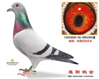 火箭958黄金配对直女