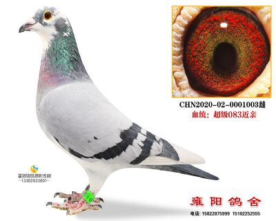 超级083近亲外孙女