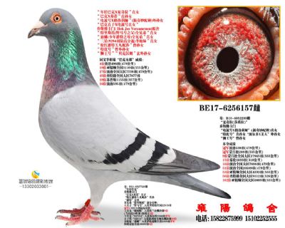 乔斯佛卡门 夏奇拉直女