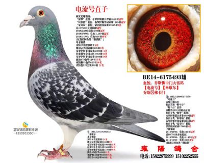 乔斯佛卡门大铭鸽电流号直子