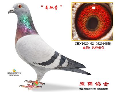 夺冠公棚奔驰号 范登布克