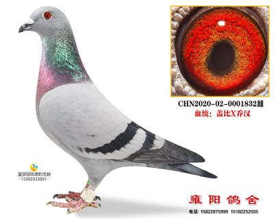 彪行天下鸽王40名 盖比*乔汉