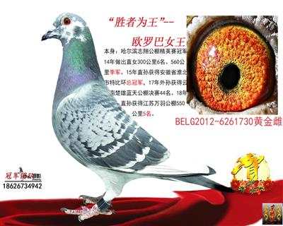 冠军团队：“胜者为王”红阿比配对