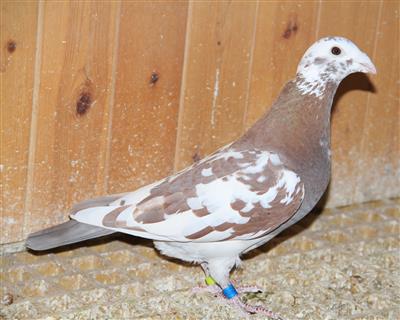 【绝版军校生】