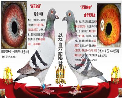 四冠金雄X超级金母