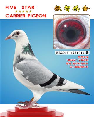 基特尔（近亲）