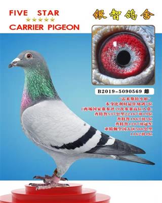 “闪电号”直女