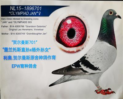 	“贺尔曼斯701”