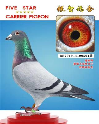 奥斯卡金奖直子