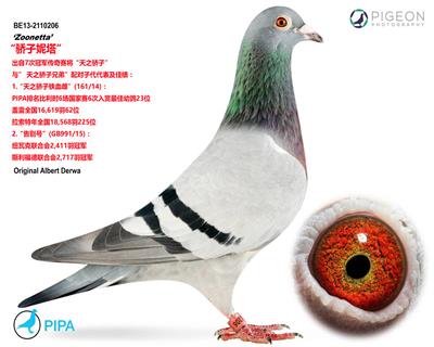 【天之骄子*直女】