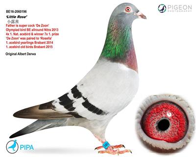 【天之骄子*直女】