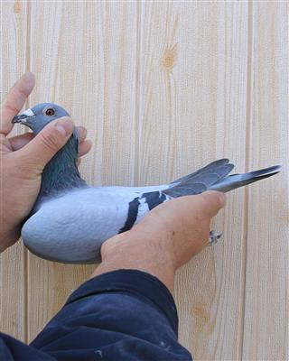 【天之骄子*直女】