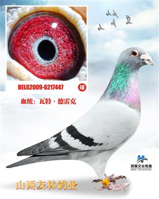 瓦特.德雷克：超级种雄447