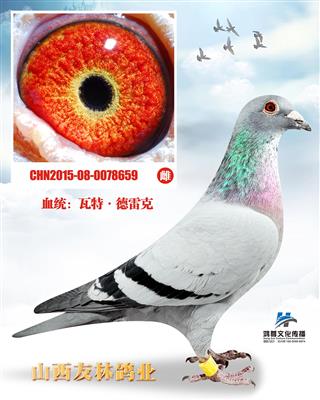 瓦特.德雷克200直女