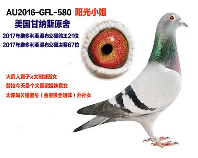 维多利亚瀑布公棚鸽王21决赛67名