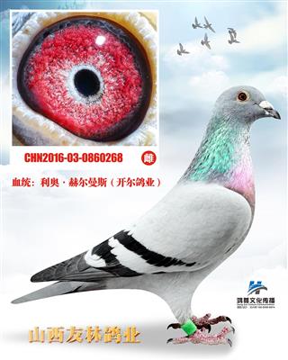 开尔鸽业：”博尔特”全兄弟x003直女