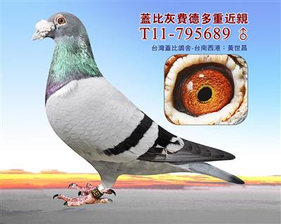 盖比灰費德爾多重近親