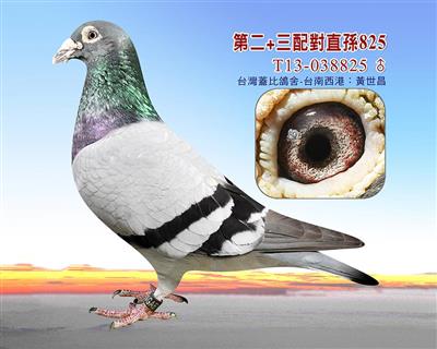 盖比第二加三配對直孫