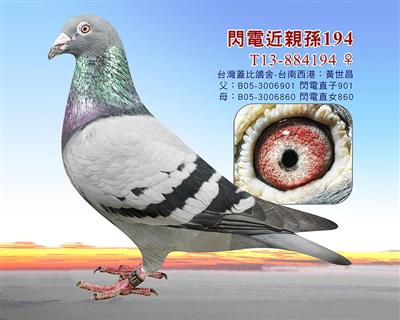盖比閃電近親孫
