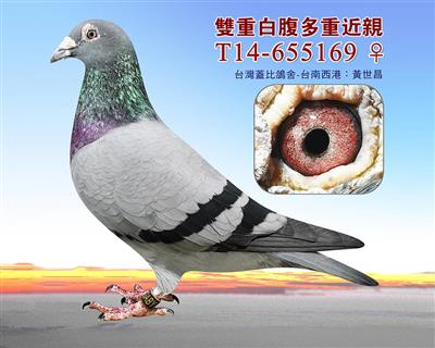 盖比雙重白腹多重近親