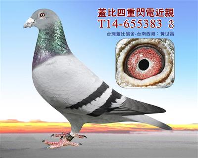 盖比四重闪近親
