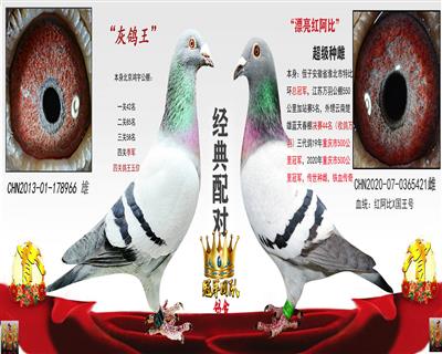 公棚决赛季军X高辈红阿比