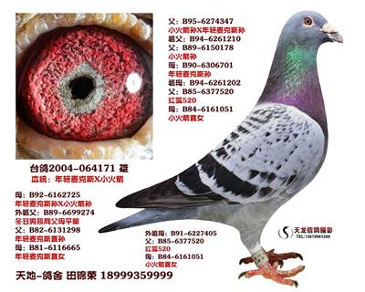 新疆天地-鸽舍 - 中信网铭鸽展厅