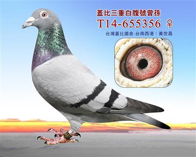 盖比三重白腹閃曾孫