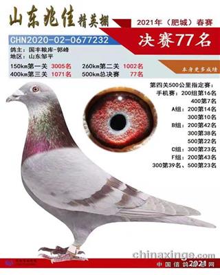 2021年春山东齐鲁兆佳公棚决赛77名