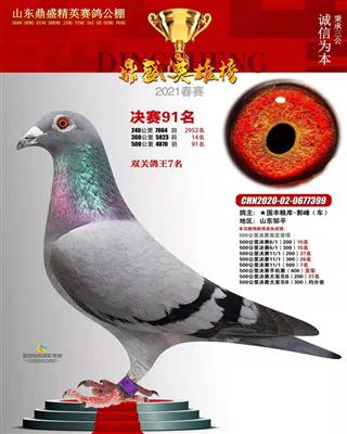 2021年春山东鼎盛精英公棚决赛91名